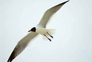 Images Dated 11th June 2006: Laughing Gull in flight, adult plumage. Opportunistic scavenger