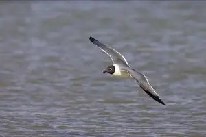 Laughing Gull - in flight Fort de Soto, florida, USA BI000524