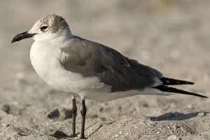 Images Dated 17th February 2006: Laughing gull; immature, winter