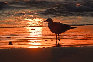 Wave Gallery: Laughing Gull (Larus atricilla) silhouetted