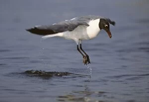 Atricilla Gallery: Laughing Gull - lift off from water