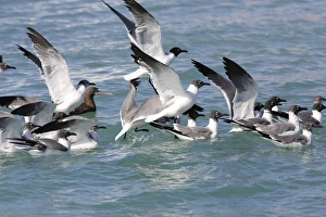 Images Dated 21st February 2006: Laughing Gull. Los Roques - Venezuela