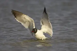 Laughing Gull - washing Fort de Soto, florida, USA BI000526