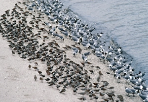 Images Dated 26th April 2005: Laughing Gulls - & Shorebirds eating Horseshoe Crab eggs. Delaware Bay, USA