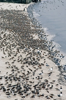 Images Dated 26th April 2005: Laughing Gulls - & Shorebirds eating Horseshoe Crab eggs. Delaware Bay, USA