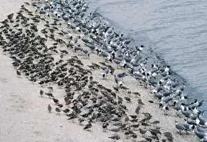Crab Prints: Laughing Gulls - & Shorebirds eating Horseshoe Crab eggs. Delaware Bay, USA