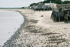 Images Dated 26th April 2005: Laughing Gulls - with shorebirds eating Horshoe Crab eggs Delaware Bay, USA