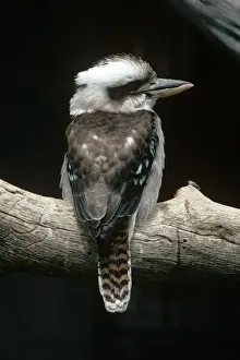 Laughing Kookaburra