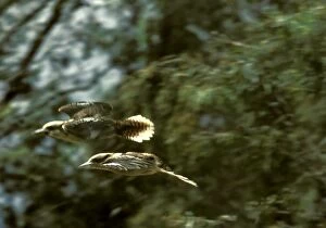 Images Dated 23rd January 2009: Laughing Kookaburra - Two in flight - Eastern and south eastern Australia JPF06829