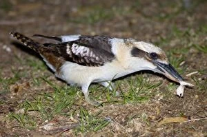 Images Dated 14th April 2005: Laughing Kookaburra taking food on ground