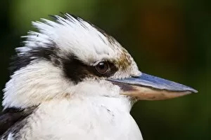 Laughing Kookaburra - side view portrait of an adult