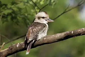 Kookaburras Prints: Laughing Kookaburra A wild bird at Healesville Sanctuary, Victoria, Australia