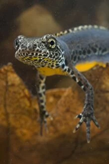 Images Dated 7th March 2010: Laurenti's Alpine Newt - breeding male