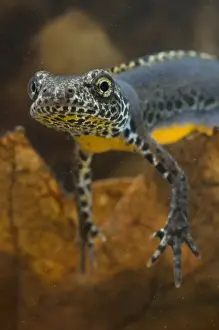 Newt Prints: Laurenti's Alpine Newt - breeding male - Apuan Alps