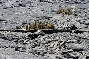 Lava cactus. Punta Espinoza - Fernandina island - Galapagos islands