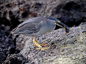Images Dated 23rd September 2010: Lava / Galapagos Heron - with fish in beak