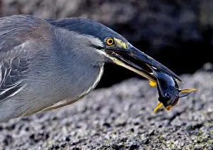 Lava / Galapagos Heron - with fish in beak - Galapagos - Ecuador