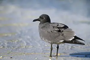 Lava Gull - endemic - Galapagos Islands