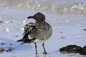 Images Dated 13th April 2005: Lava Gull on Genovesa island. Galapagos