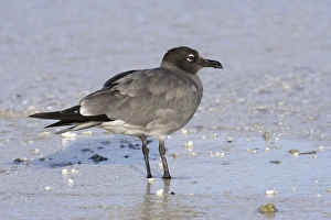 Images Dated 13th April 2005: Lava Gull on Genovesa island. Galapagos