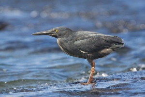 Images Dated 20th November 2007: Lava Heron - endemic Galapagos heron, feeding on shore, Santiago