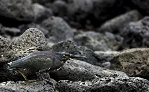 Lava Heron on lava rock in hunting position
