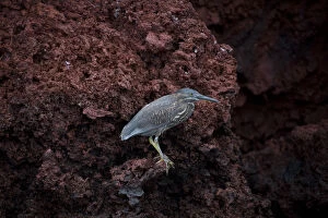 Galapagos Islands Gallery: Lava Heron - Perched on a rock face - Rabida Island