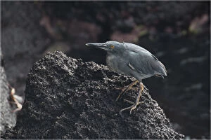 Galapagos Islands Gallery: Lava Heron - standing on a rock - North Seymour