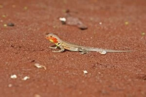 Images Dated 14th May 2008: LAVA LIZARD