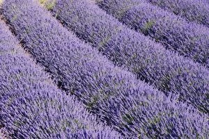 Images Dated 11th July 2006: Lavandin - Lavender Lavender properties: anti-infective, spasmolytic, analgesic, local anesthetic