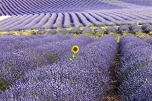 Images Dated 14th July 2006: Lavandin - Lavender - with single Sunflower