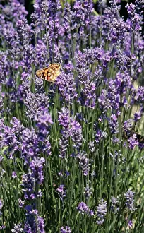 Lavandula Prints: Lavandula - Bowles Variety with Painted Lady Butterfly