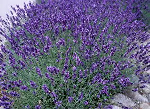 Masses Prints: Lavender AL 2946 © Ake Lindau ARDEA LONDON