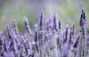 Aromatic Gallery: Lavender - close-up of flowers in field
