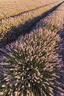 Images Dated 28th July 2015: Lavender Field