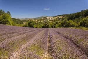 Images Dated 28th July 2015: Lavender Field