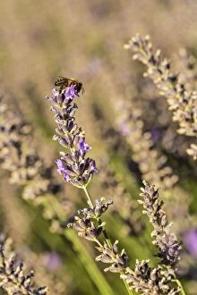 Images Dated 28th July 2015: Lavender Field with Bee