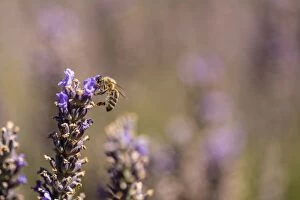 Images Dated 28th July 2015: Lavender Field with Bee