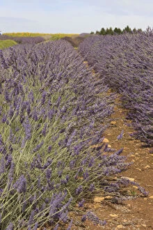 Botanical Gallery: Lavender field. Cotswolds in Southwestern