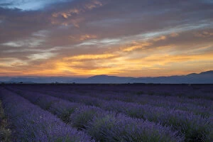Lavender field Just before dawn near Valensole