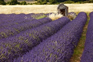 Lavender field near Simiane-la-Rotonde