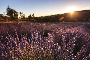 Crops Gallery: Lavender Field at sunset