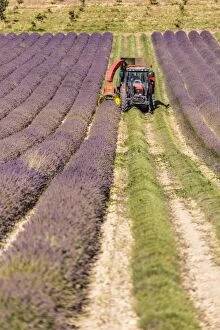 Images Dated 28th July 2015: Lavender Field tractor harvesting lavender