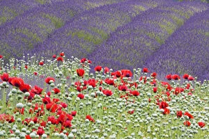 Lavender (Lavandula) fields and Poppies