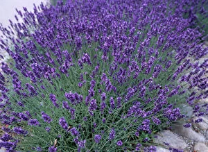 Lavender - Mass
