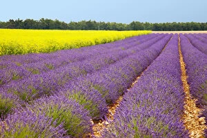 Lavender and mustard fields near Valensole