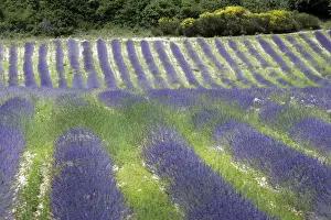 Lavender. Sault - Vaucluse - PACA