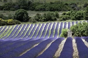 Images Dated 9th July 2005: Lavender. Sault - Vaucluse - PACA