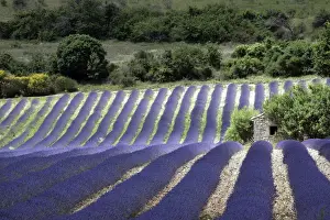 Lavender. Sault - Vaucluse - PACA
