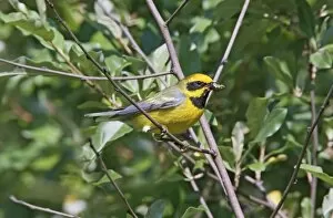 Images Dated 6th June 2009: Lawrence's Warbler. Hybrid between Blue-winged Warbler, Vermivora pinus and a Golden-winged Warbler